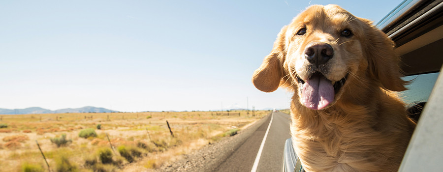Evcil Hayvanla Seyahat Rehberi: Uçakta Kedi/Köpek Taşıma Kuralları