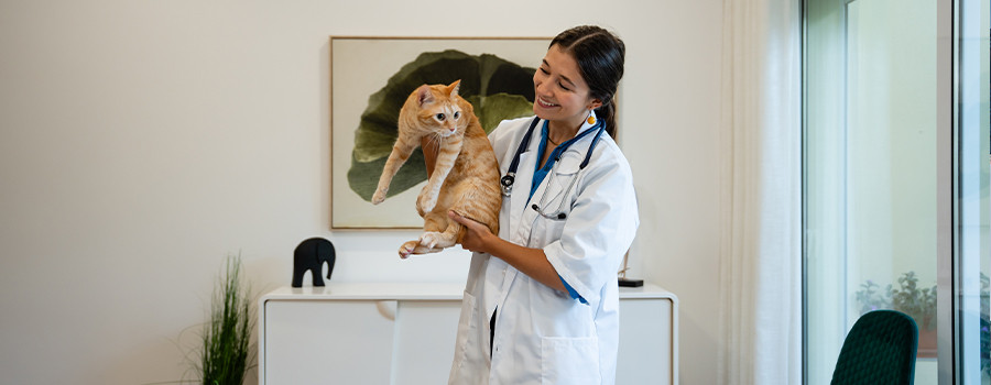 Kedi Aşı Takvimi: Karma ve Kuduz Aşısı Ne Zaman Yapılır?