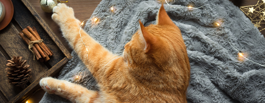 Kedi Yaşı Nasıl Hesaplanır? Kediniz İnsan Yaşıyla Kaç Yaşında?