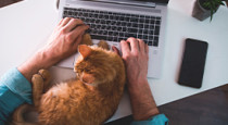 Evcil hayvan pasaportu nasıl alınır? Kedi ve köpek pasaport ücreti, gerekli belgeler, fotoğraf ölçüsü ve yurt dışına çıkış şartları hakkında her şey burada!
