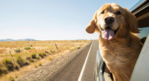 Uçakta kedi/köpek nasıl taşınır? Kabin ve kargo şartları, gerekli belgeler ve yurt dışı seyahati için evcil hayvanla yolculuk rehberi.