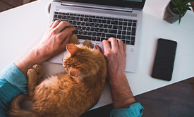 Evcil hayvan pasaportu nasıl alınır? Kedi ve köpek pasaport ücreti, gerekli belgeler, fotoğraf ölçüsü ve yurt dışına çıkış şartları hakkında her şey burada!