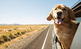 Uçakta kedi/köpek nasıl taşınır? Kabin ve kargo şartları, gerekli belgeler ve yurt dışı seyahati için evcil hayvanla yolculuk rehberi.