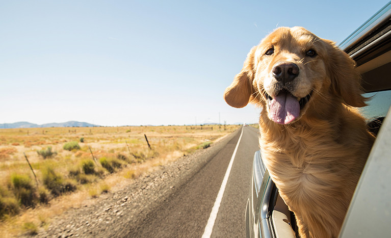 Evcil Hayvanla Seyahat Rehberi: Uçakta Kedi/Köpek Taşıma Kuralları