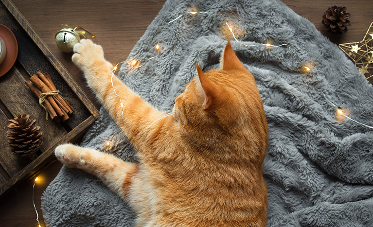 Kedi Yaşı Nasıl Hesaplanır? Kediniz İnsan Yaşıyla Kaç Yaşında?