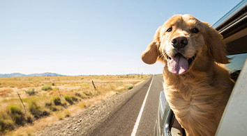 Uçakta kedi/köpek nasıl taşınır? Kabin ve kargo şartları, gerekli belgeler ve yurt dışı seyahati için evcil hayvanla yolculuk rehberi.